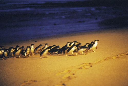 フィリップ島・ペンギンパレード