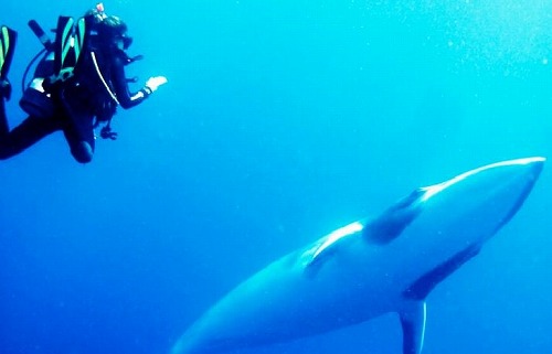 5-8月期間限定!クジラと一緒にダイビング&シュノーケル